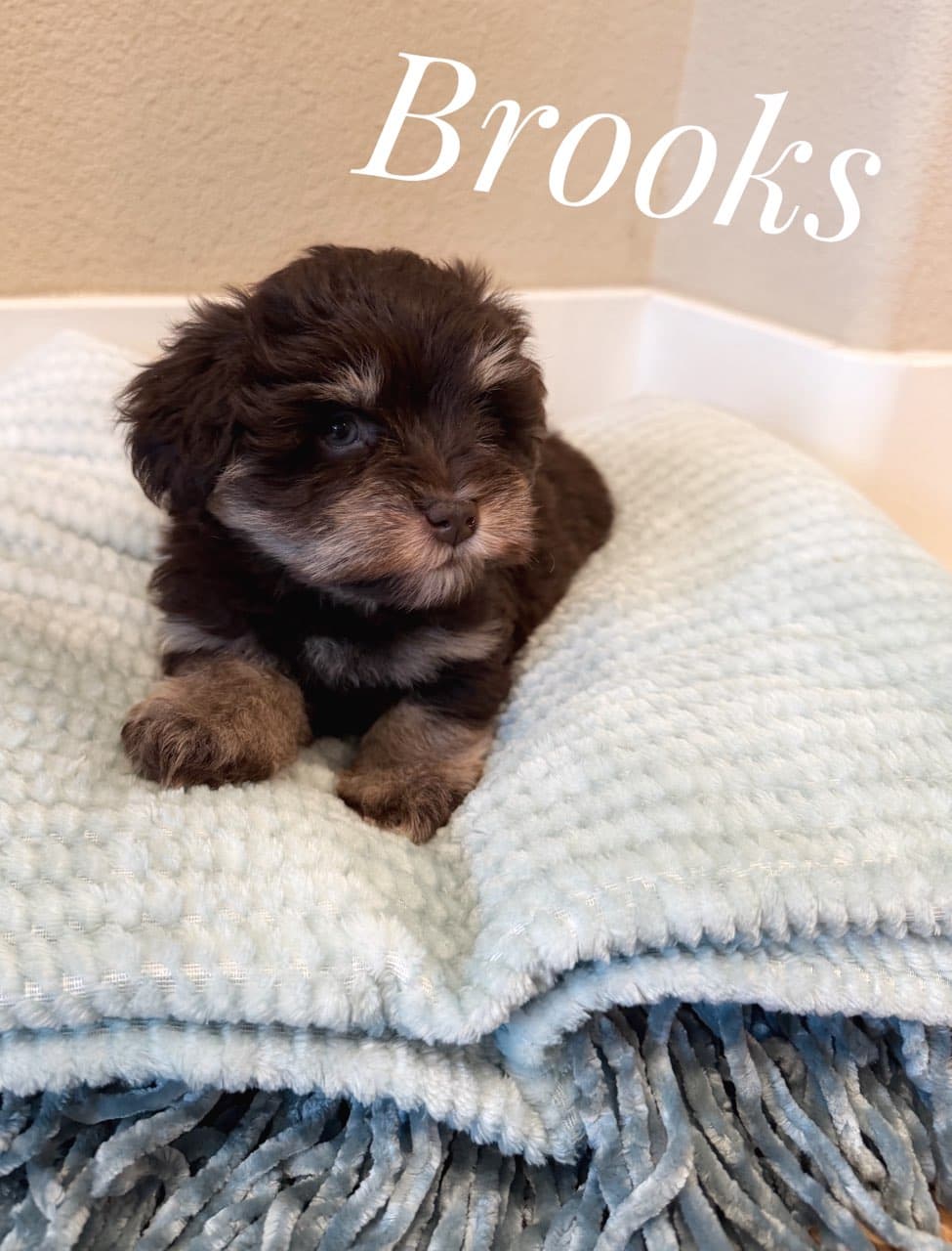 Brooks, a Miniature Schnauzer puppy