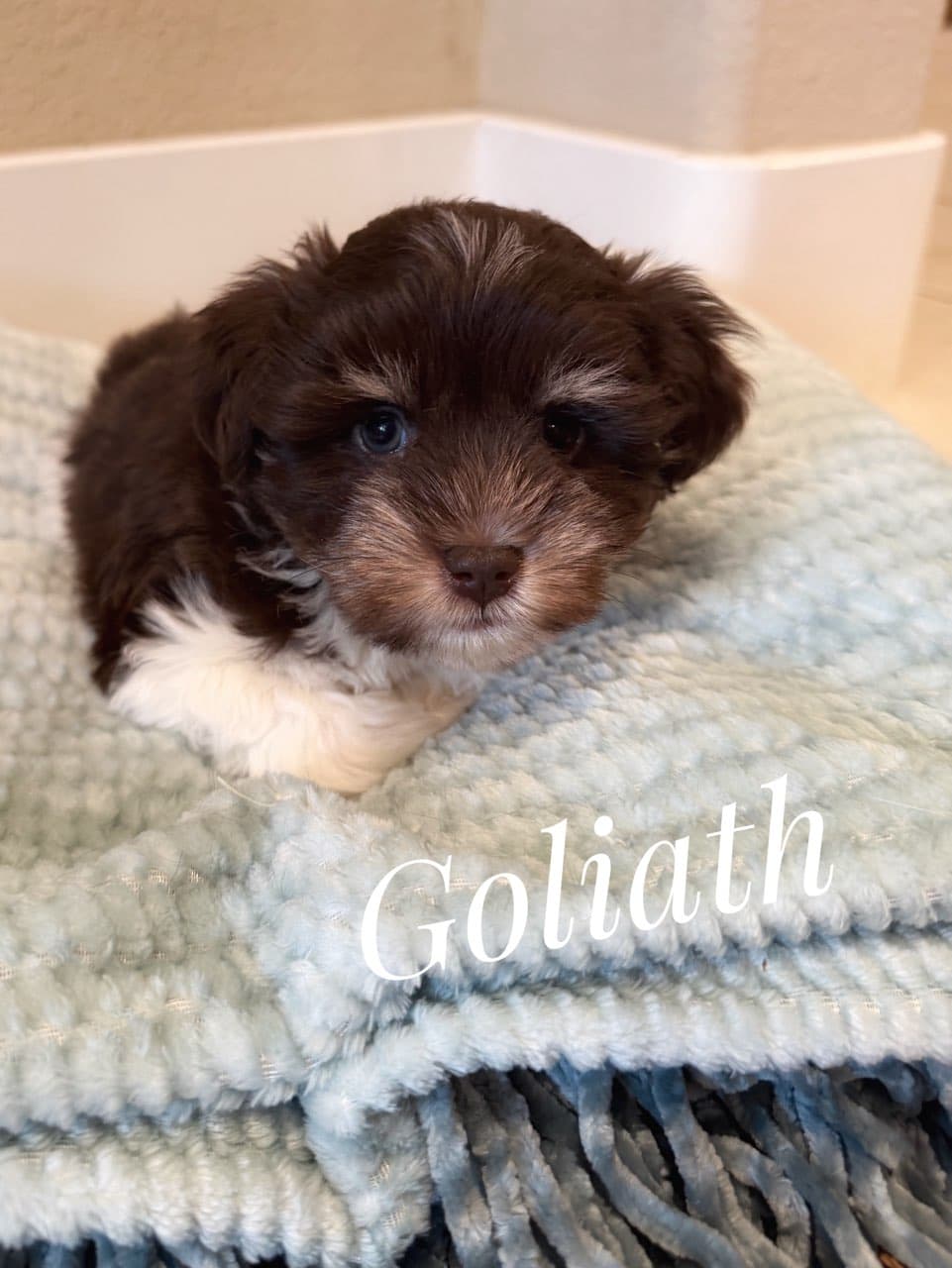 Goliath, a Miniature Schnauzer puppy