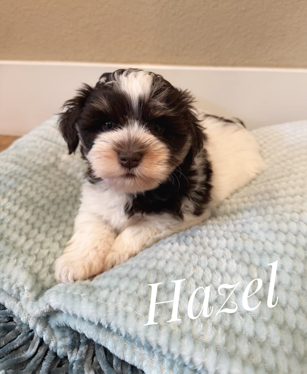 Hazel, a Miniature Schnauzer puppy