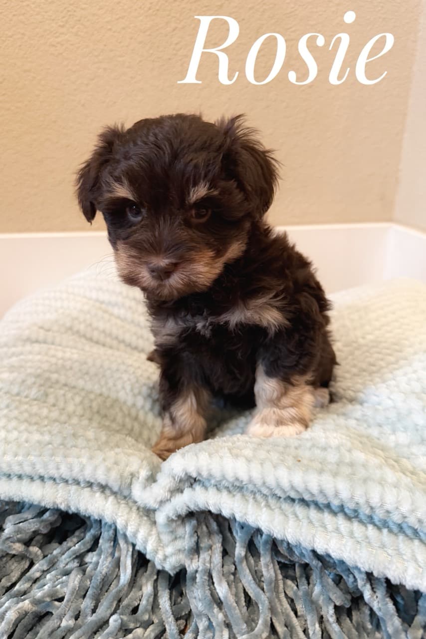 Rosie, a Miniature Schnauzer puppy