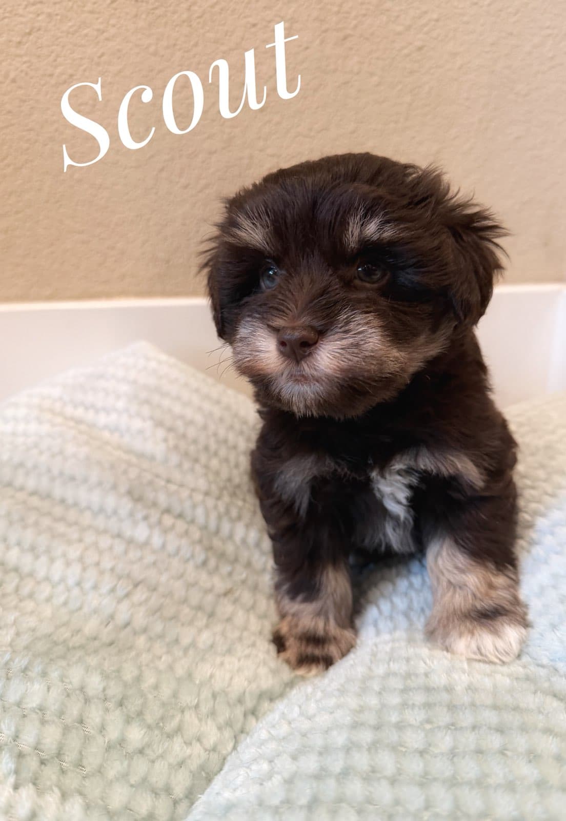 Scout, a Miniature Schnauzer puppy